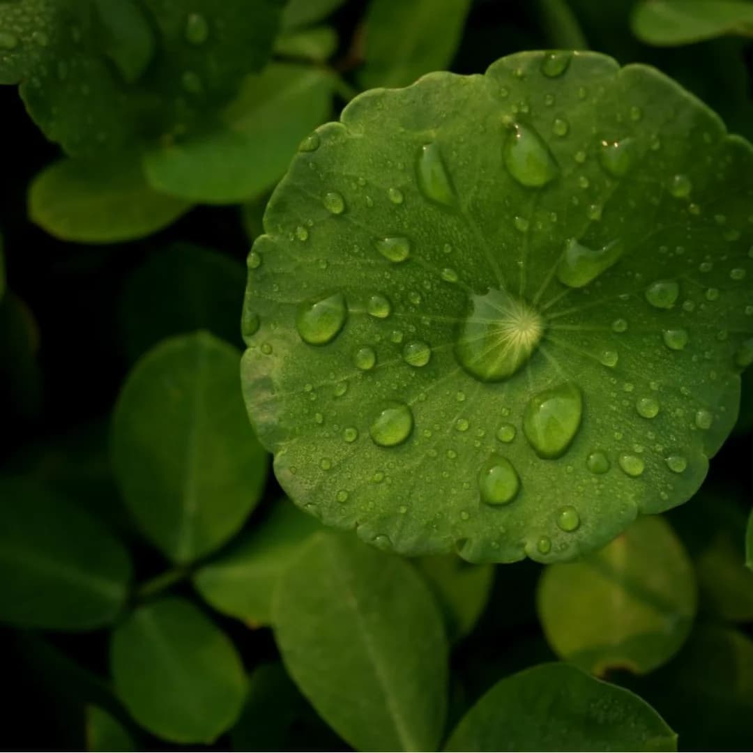 Centella Asiatica